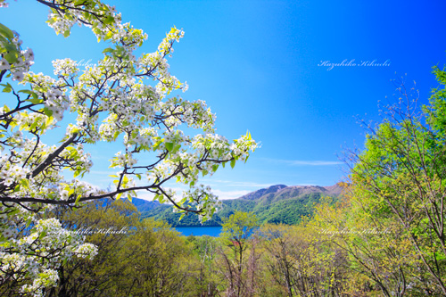 桜と中禅寺湖