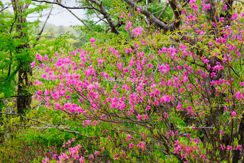 トウゴクミツバツツジ咲く竜頭の滝