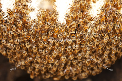 日本ミツバチの分蜂