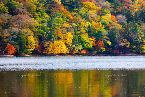 秋の西の湖