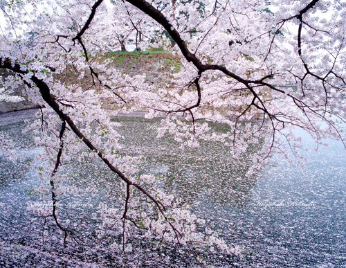 会津鶴ヶ城の桜