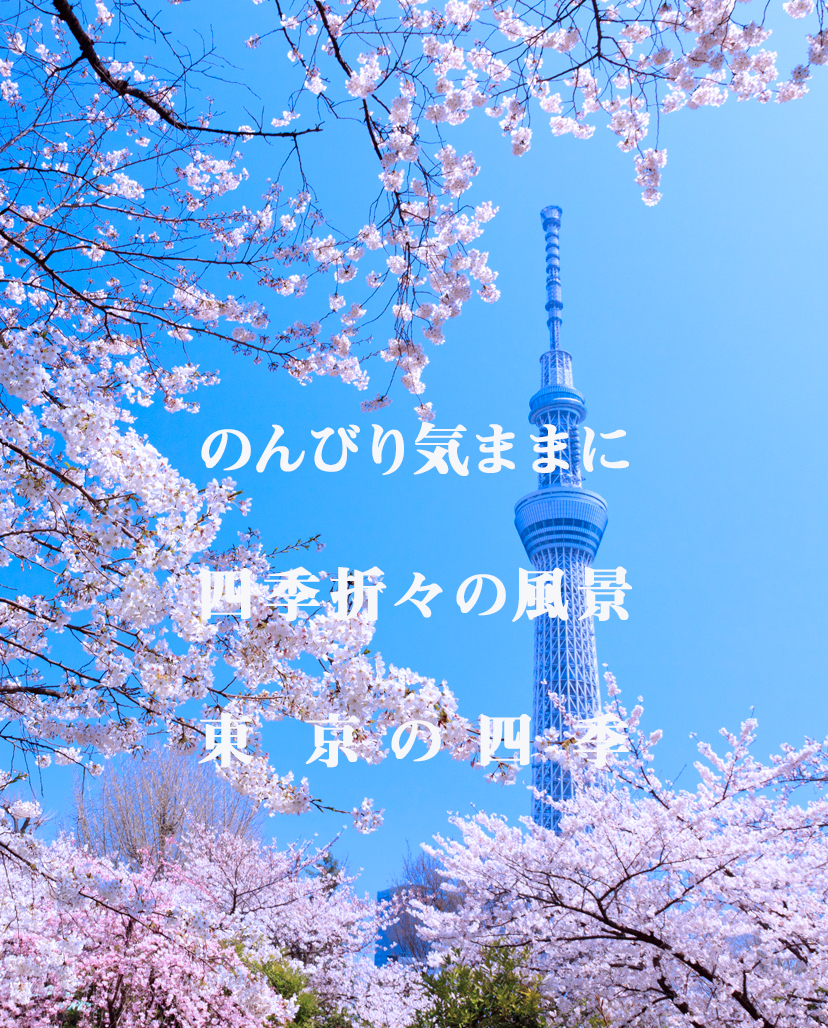 墨田公園の桜と東京スカイツリー