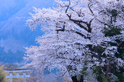 南会津の桜