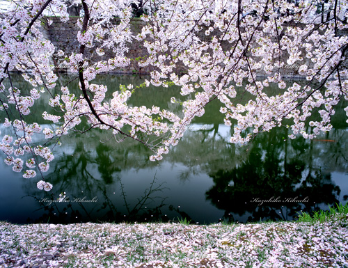 会津鶴ヶ城の桜