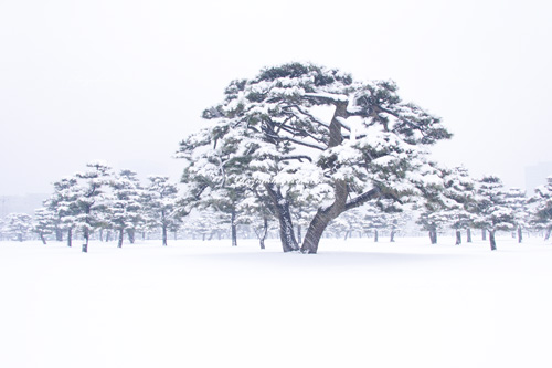 皇居外苑雪景色